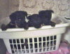 Spaniel mix pups - P.J.