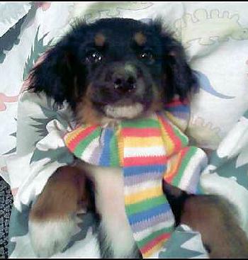 Spaniel mix pups - P.J.
