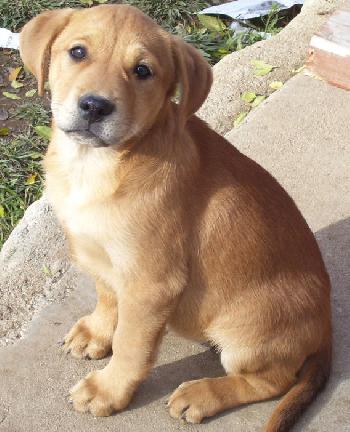 Sandy the Yellow Lab