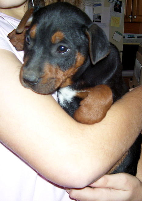 Dobie baby Darcie