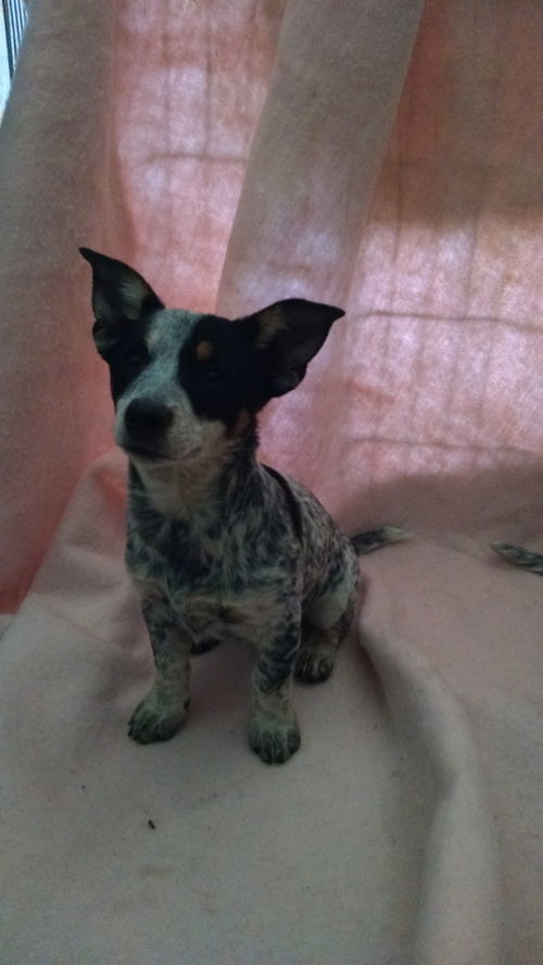 Bonnie Biscotti