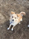 Cooper
