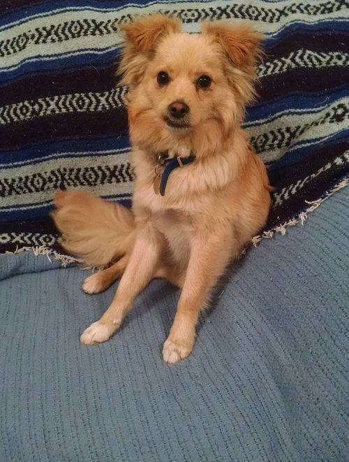 Cooper