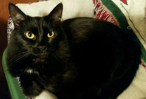 Fuzzy Sally