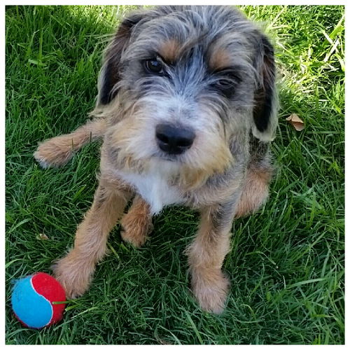 Benji (BJ)