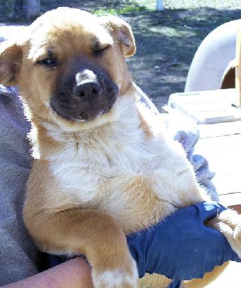 Golden Lab Four Mix - Male One