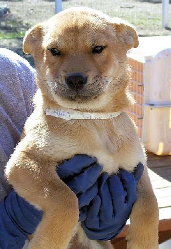 Golden Lab Mix Four - Male Two