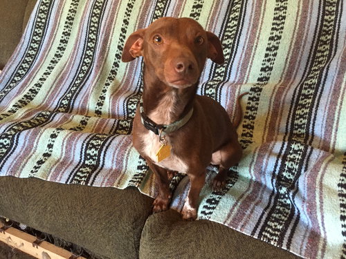 Cooper