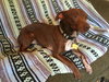 Cooper