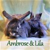 adoptable Rabbit in beaverton, OR named Ambrose (bonded to Lila)