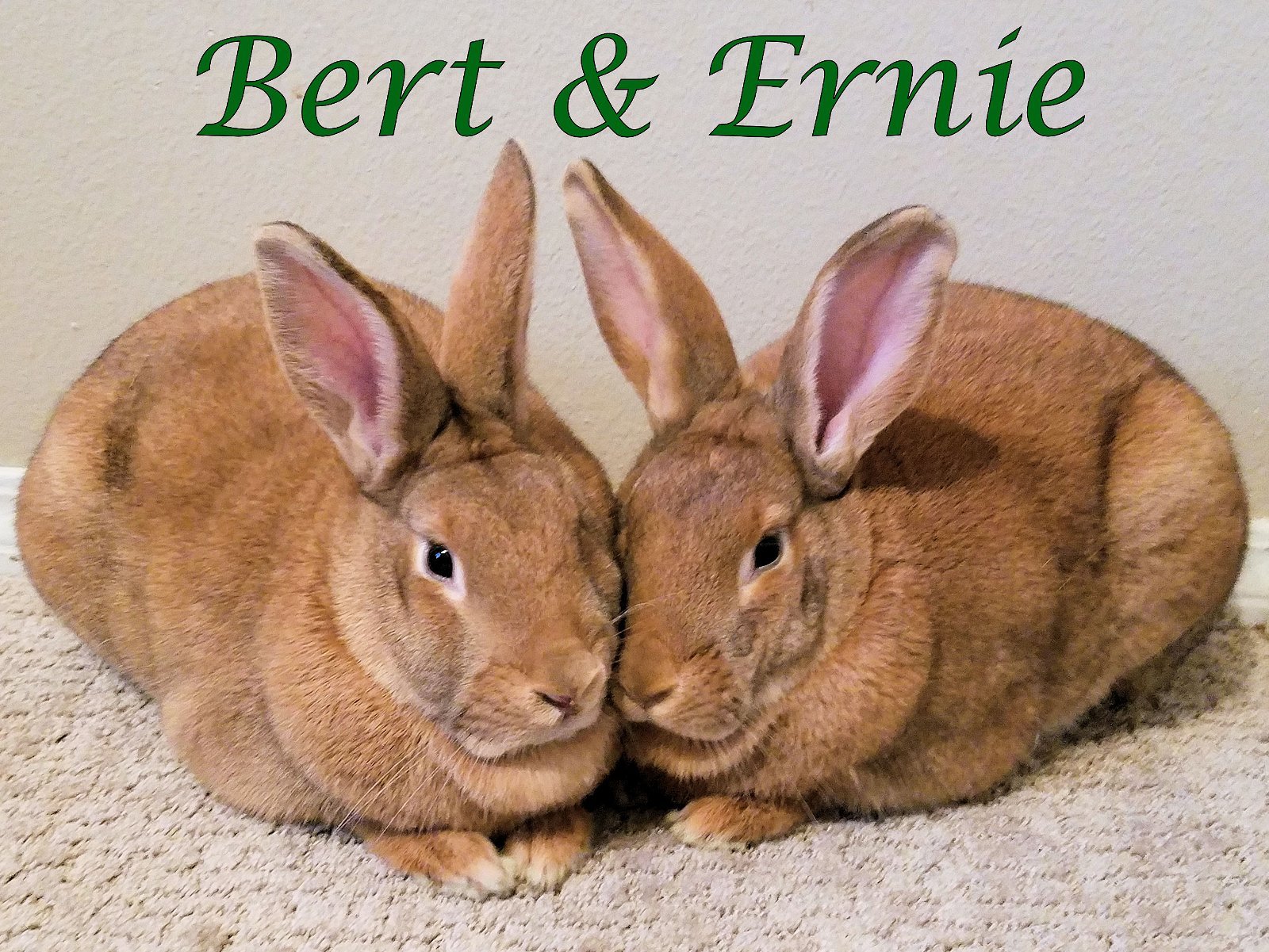 adoptable Rabbit in Beaverton, OR named Bert (bonded to Ernie)