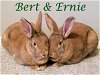 adoptable Rabbit in beaverton, OR named Bert (bonded to Ernie)