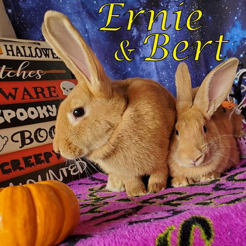 Ernie (bonded to Bert)