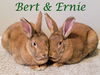 Ernie (bonded to Bert)