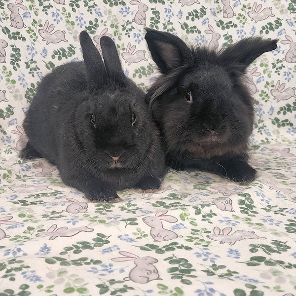 Cinder (bonded to King)