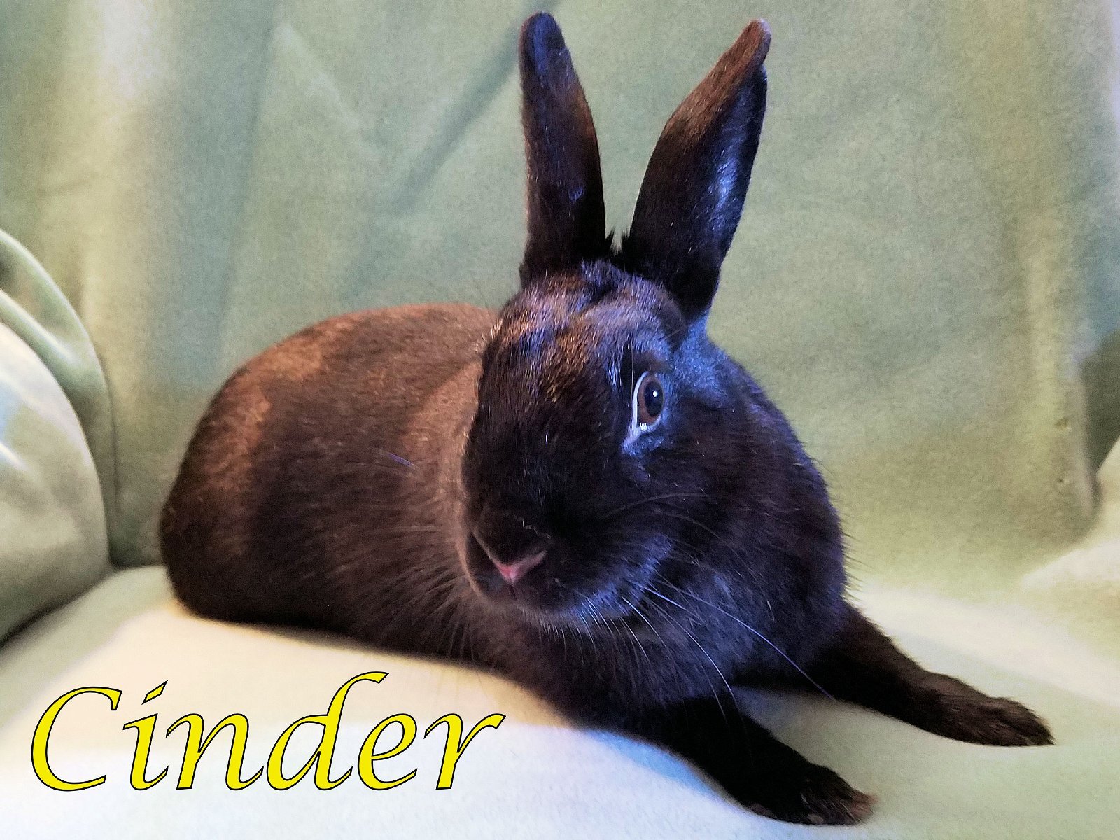 adoptable Rabbit in Beaverton, OR named Cinder (bonded to King)
