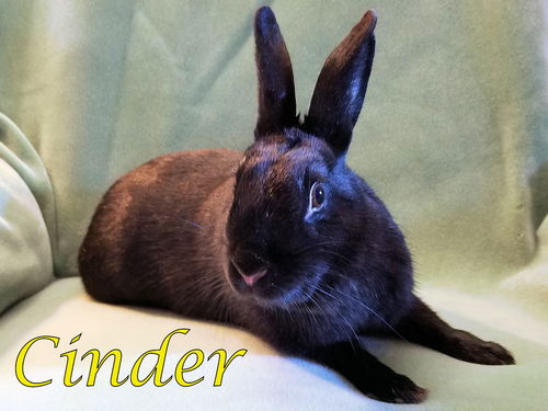 Cinder (bonded to King)