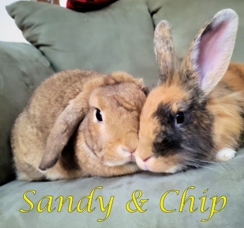 Chip (bonded to Sandy)