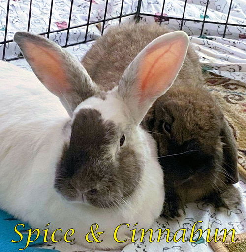 Cinnabun (bonded to Spice)