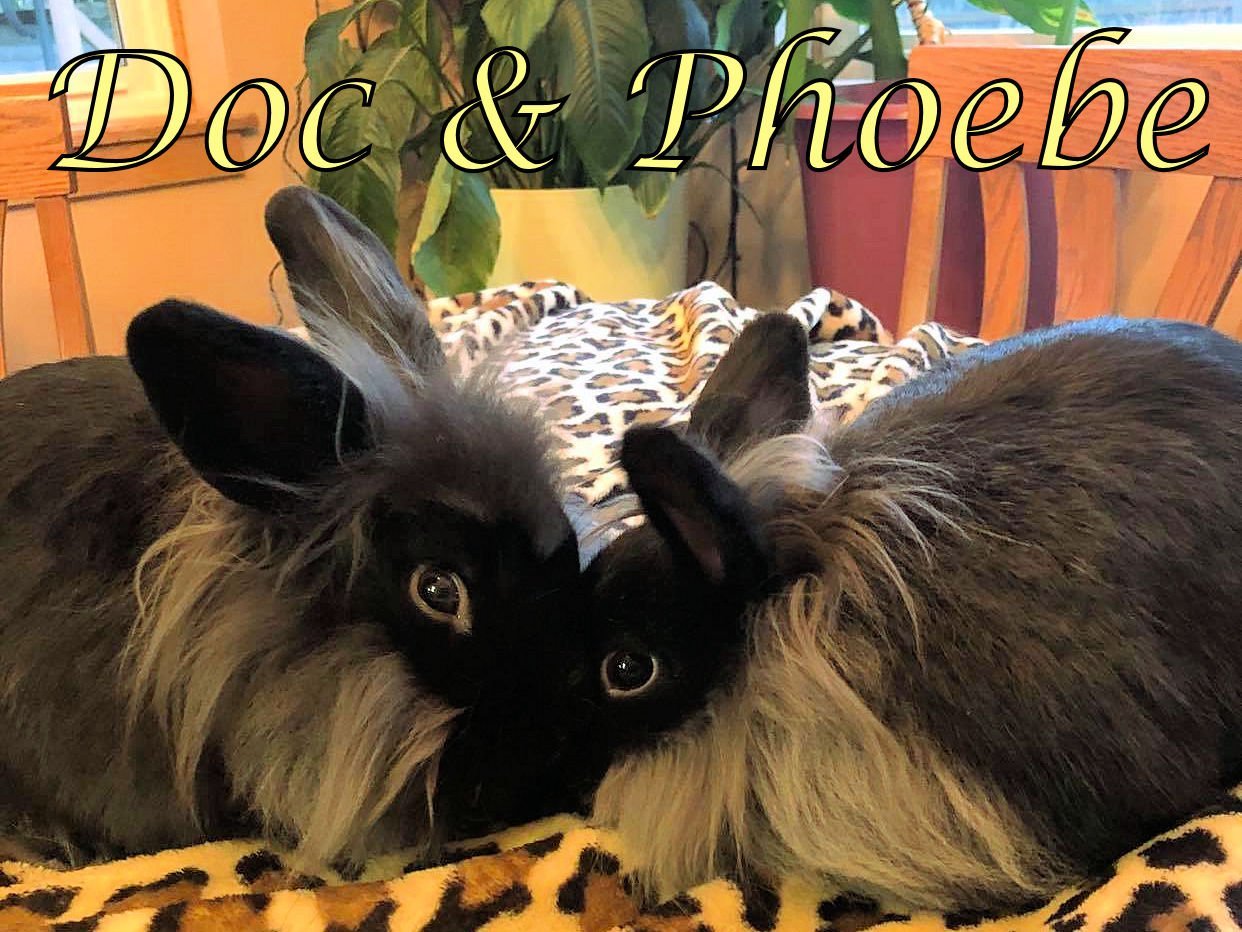 adoptable Rabbit in Beaverton, OR named Doc (bonded to Phoebe)