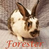 Forester (bonded to Hazel)