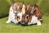adoptable Rabbit in beaverton, OR named Forester (bonded to Hazel)