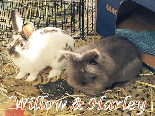 Harley (bonded to Willow)