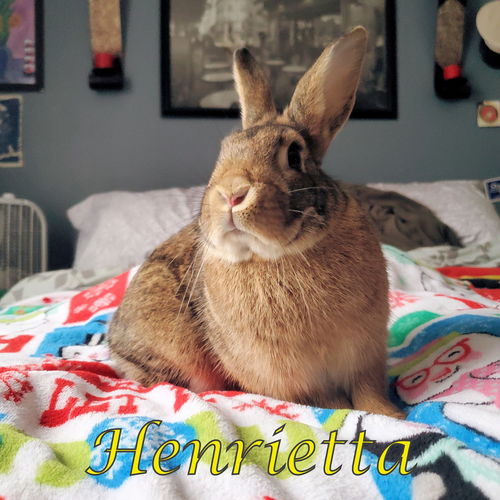 Henrietta