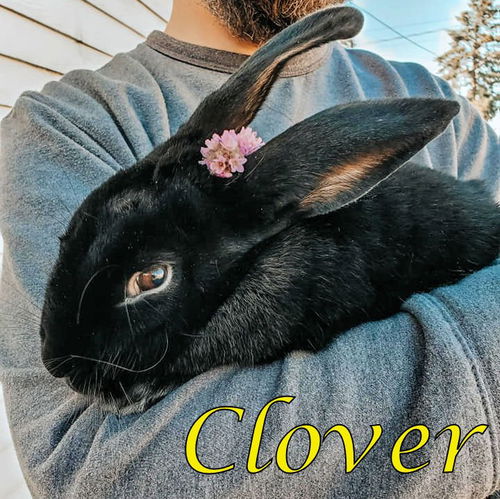 Clover