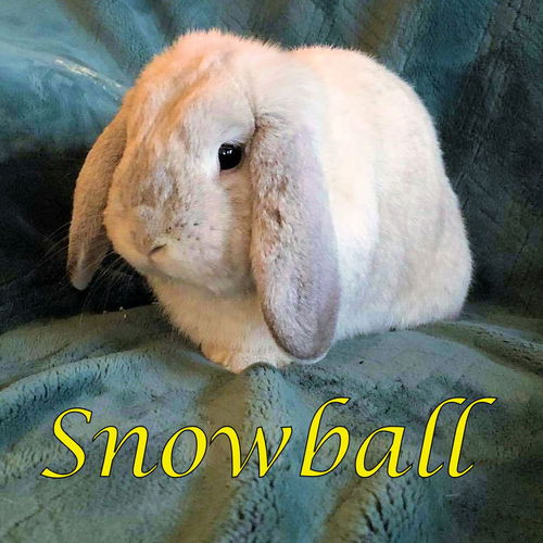 Snowball