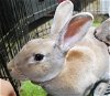 adoptable Rabbit in beaverton, OR named Tank (bonded to Destiny)