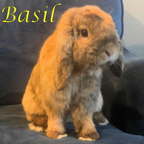 Basil