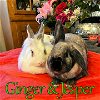 adoptable Rabbit in  named Jesper (bonded to Ginger)