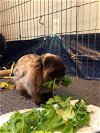 adoptable Rabbit in  named Molly