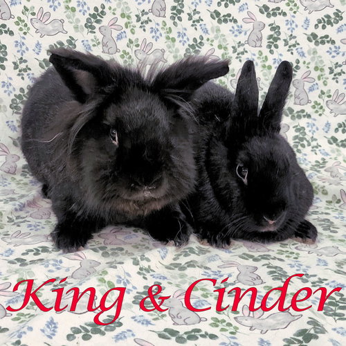 King, a rabbit for adoption from Rose City Rabbit Rescue