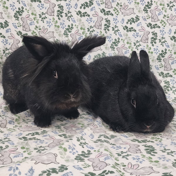 King (bonded to Cinder)