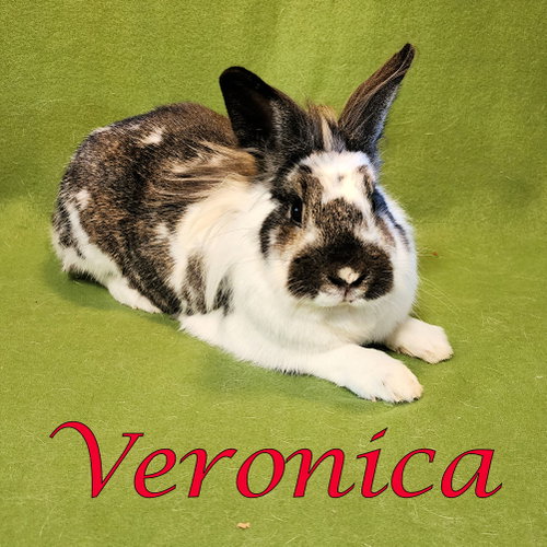 Veronica
