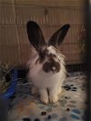 adoptable Rabbit in  named Veronica