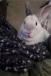 adoptable Rabbit in  named Petey