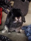 adoptable Rabbit in , OR named Scamp (bonded to Nugget, Edna, and Dobby)
