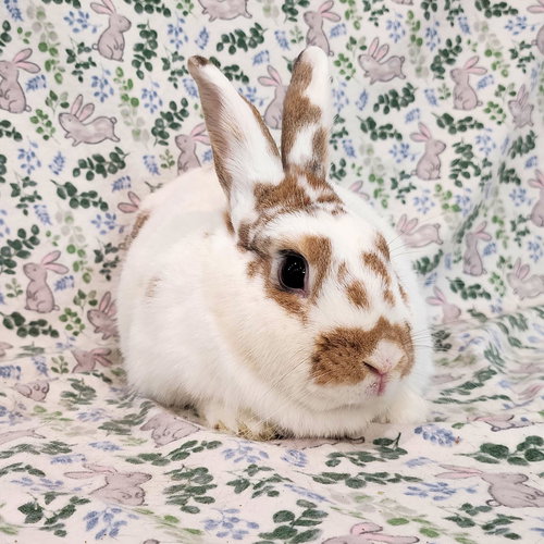 Photo 2 of Buttercup