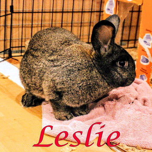 Leslie, a rabbit for adoption from Rose City Rabbit Rescue