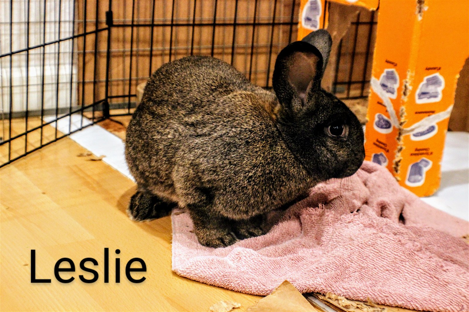 adoptable Rabbit in Beaverton, OR named Leslie