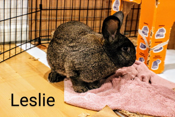 Leslie