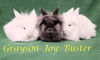 Joy (bonded to Buster & Grayson)