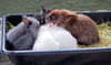 Joy (bonded to Buster & Grayson)
