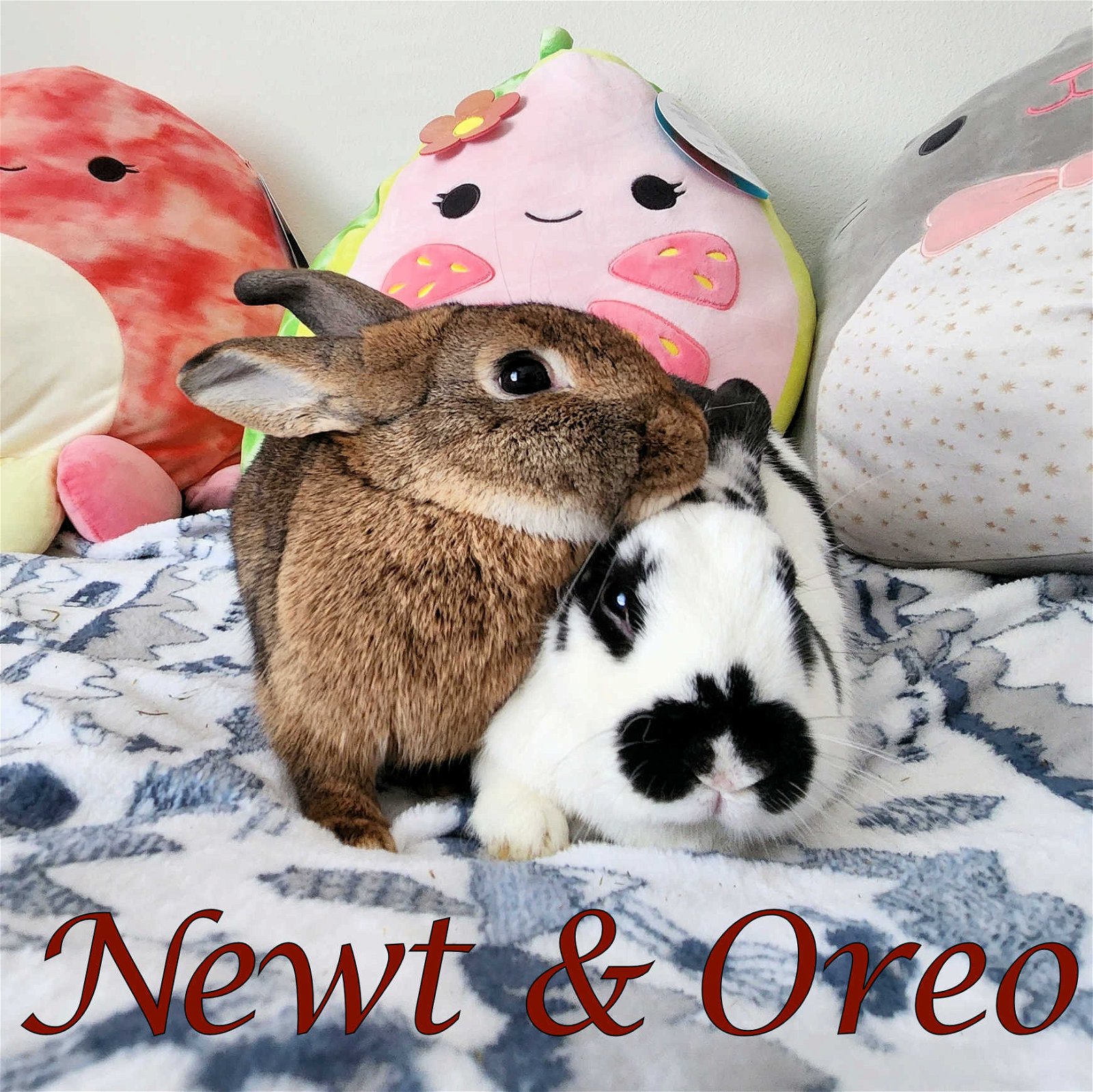 adoptable Rabbit in Beaverton, OR named Oreo (bonded to Newt)