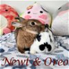 adoptable Rabbit in , OR named Oreo (bonded to Newt)