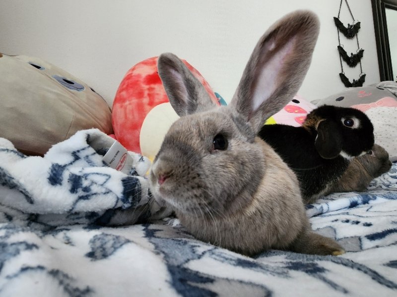 adoptable Rabbit in Beaverton, OR named Edna (bonded to Scamp, Nugget, and Dobby)