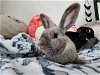 adoptable Rabbit in beaverton, OR named Edna (bonded to Scamp, Nugget, and Dobby)